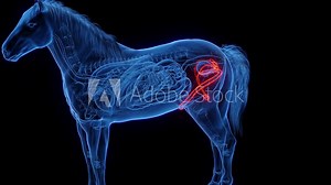 3D medical animation of the male genitals of a male horse
