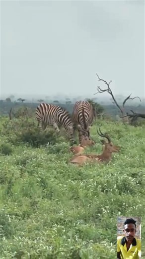 Zebra 🦓🦓 and Deer 🦌🦌 #short
