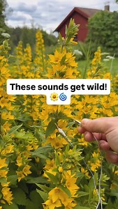 10K views · 431K reactions | These sounds get wild!  We connected this Yellow Loosestrife in central Sweden to PlantWave—and what came through surprised us. Its electrical signals translated into pulsing rhythms and unpredictable melodies, like the plant had its own dance track hidden inside. Nature doesn’t always whisper. Sometimes, it grooves. Learn more at PlantWave.com #plantwave #plantmusic #plants #sweden #flowers #nature #naturevibes | PlantWave | Facebook