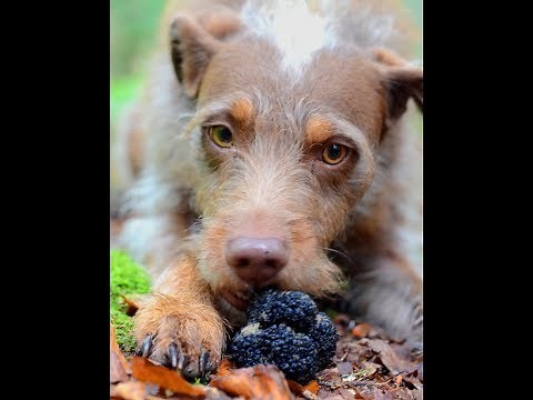 Trüffelsuche mit Hund - Lehrvideo und Seminar