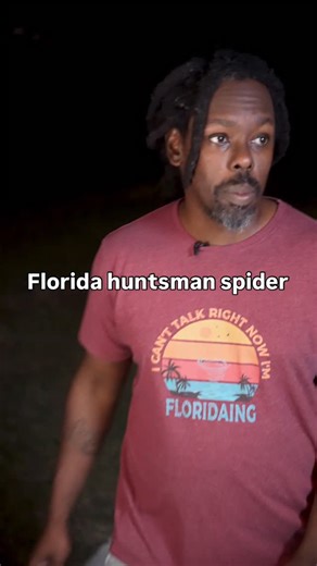Omgitswicks / Florida sketch comedy on Instagram: "Living in Florida with Florida huntsman spiders #florida #livinginflorida #omgitswicks"