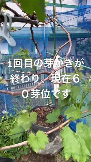 巨峰の様子2026.4.14#ブドウ#家庭菜園#巨峰#ショート