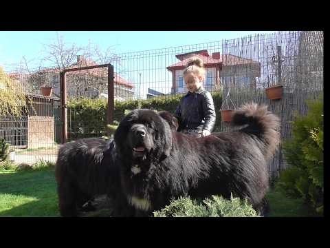Little Girl Meets Giant Newfoundland Dogs for the First Time 🐾❤️