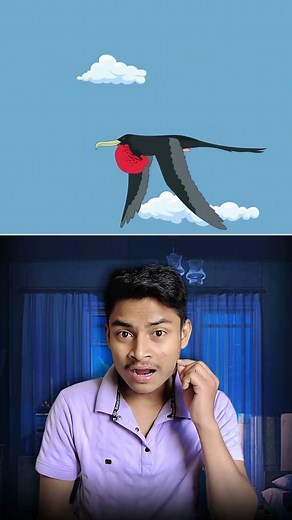 Sleeping with One Eye Open: The Secret Power of Unihemispheric Sleep! #Shorts #mindblastfact