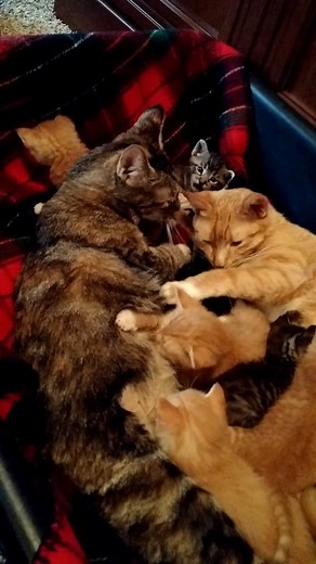 Two mommas and their litters came together to Simply Cats this weekend. And we do mean TOGETHER! They are very obviously BFFs! They share all the kittens! They take turns feeding and cleaning. We couldn't tell which kittens belonged to which momma, so the whole bunch went to foster together. Check out this little video of cuteness: | Simply Cats