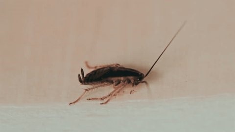 clip-3996019605-close-small-cockroach-walking-across-light-colored