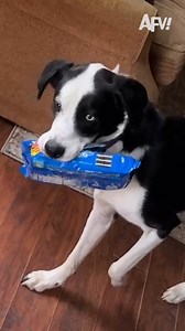 Oreo: Baxter's Favorite Cookie 🐶😅 #afv #funnyvideos #dogs #oreos | America's Funniest Home Videos