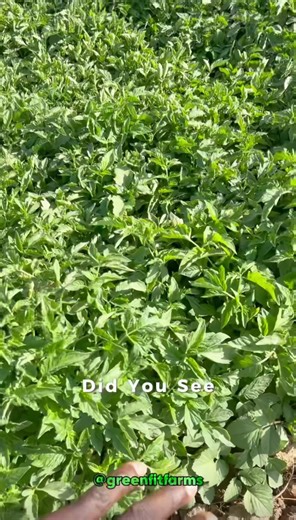 Nursery!!! An Old Method and yet very viable and in vogue method of Raising seeds to seedling. This is my neighbor’s Tomato and Cabbage Seedlings. Can you see how congested the Tomatoes is and yet they are doing very well. If you are a commercial farmer, this is a method you always want to try with your open field crops. Scope : *Make a good bed preparation on a fertile land *Broadcast seeds evenly (don’t congest) *Water well *Cover for a few days *Open after Few days (3 to 4 days depending on w