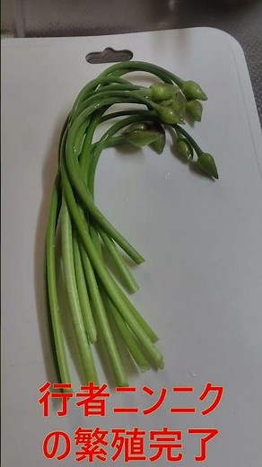 行者ニンニクの芽 食べられる庭