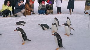 270K views · 16K reactions | ชมขบวนพาเหรด เจ้าเพนกวิน อ้วนตุ๊บ สุดน่ารัก ที่ Otaru Aquarium พาเหรดเพนกวินดูได้เฉพาะฤดูหนาวเท่านั้นนะ มีหิมะให้เพนกวินเดินได้เท่านั้น #Otaru #Hokkaido #GoGraphJapan | GoGraph Japan | Facebook