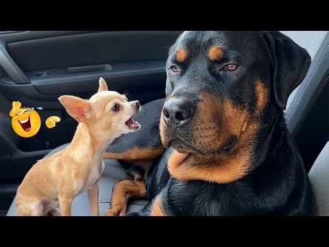 You Can’t Stop Laughing At These Dogs 🤣 FUNNIEST DOGS Video 2026