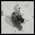 Stable Fly - Livestock Veterinary Entomology
