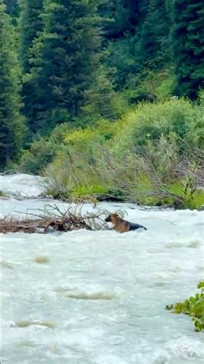 Dog Swept by the River 😢🐶 | Loyal Friends Didn’t Leave #horse #dog