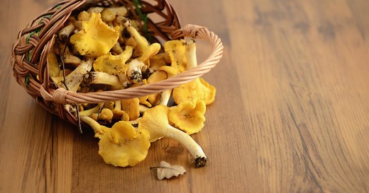 Comment nettoyer des girolles ?