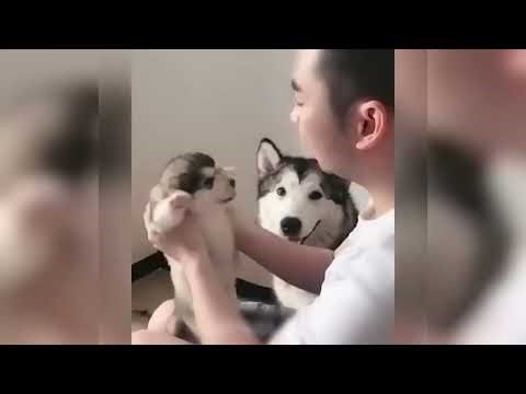 Funny animals snuggling and swaying to stabilize your spirit ♥