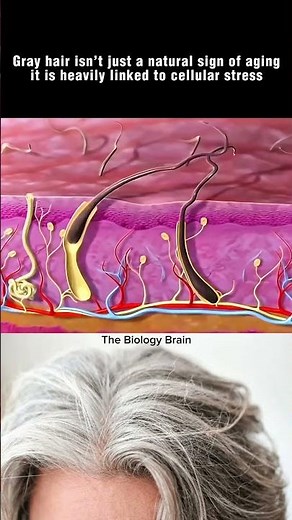 Why Does Hair Turn Gray? Science Explained #shorts #grayhair #hairfollicle #health