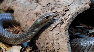 11-year-old dies from snakebite after father told him to 'sleep it off'