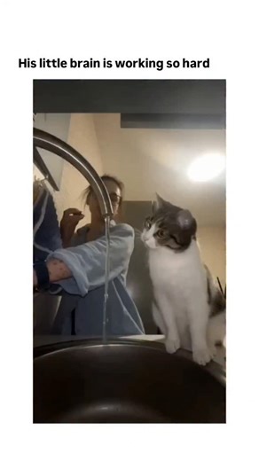 @memes.its.9 on Instagram: "This viral video from captures a tabby cat's determined yet baffled attempts to lap water from a kitchen faucet, as the owner tweaks the tap to create a drip, highlighting the pet's endearing problem-solving efforts over 56 seconds. Posted on 28 January 2026, it garnered over 1.6 million views and 57,000 likes within hours, reflecting the account's niche in curating wholesome cat content that resonates with animal lovers through relatable, heartwarming humour. Cats of