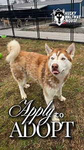 10K views · 1K reactions | Today’s Husky Highlight: Meet Sitka! ...