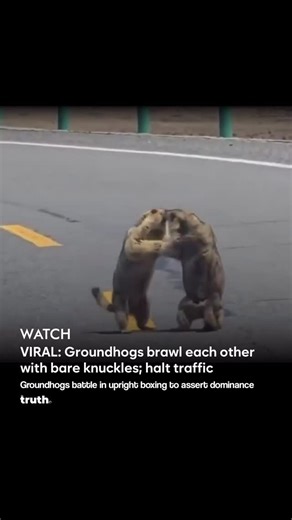 truth. on Instagram: "🚨VIRAL: Groundhogs box each other in the middle of the road; 👇🏼: Read more In a whimsical display of nature’s drama, dashcam footage captured two groundhogs engaged in an intense wrestling match on a rural road, bringing traffic to a standstill. The 20-second clip, posted by ‘Pubity’ on X (formerly Twitter), shows the furry combatants rolling and tussling aggressively, oblivious to the honking vehicles around them. Drivers waited patiently as the ani