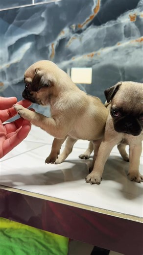 Pugs 💜 #pug #pugs #puppy #houston #spacecitypugs | pugs
