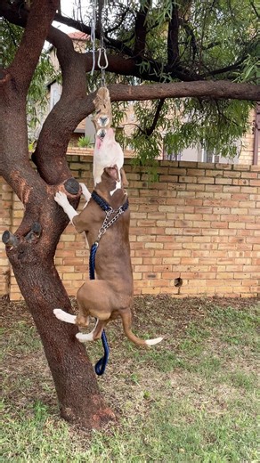 350K views · 1.8K reactions | Spring pole hanging exercise #tawandalifts #reelssouthafrica #dogs #pitbull #apbt #americanpitbullterrier #springpole #workingdog #XLbully #mzansi #dangerousdogs | Tawanda Lifts | Facebook