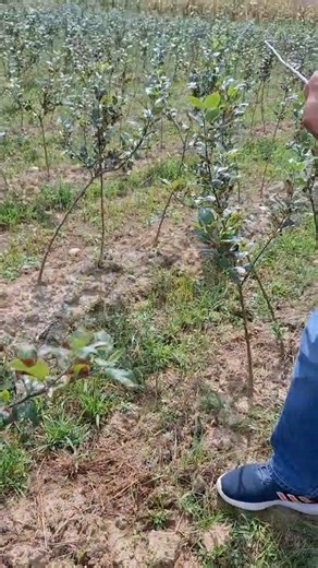 Apple Root Rot Disease: Causes, Symptoms & Effective Biological Control Hello growers! In this video, we discuss Root Rot disease in apple orchards, a serious issue that weakens the tree right from the roots. If not managed on time, the entire tree may collapse, resulting in heavy yield loss. Watch the full video to understand the symptoms, causes, and effective biological management practices to protect your apple orchard. Don’t forget to like, share, and follow for more agriculture updates! #A