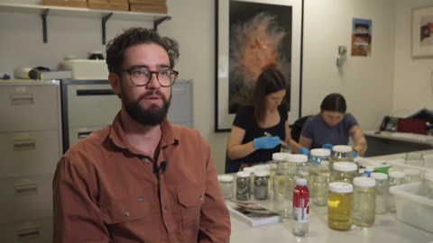 Skinks invade backyards across Australia