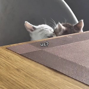 us?❤️‍🩹 #catlove #loveyou #lovecat #foryou #fyp | cat