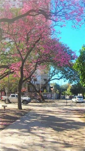 🌸 The Most Beautiful Spring on Earth? Pink Trees in Argentina 🇦🇷
