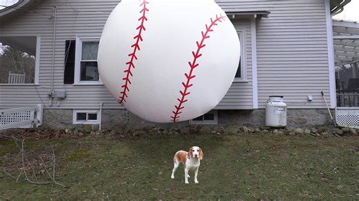 Puppy vs giant baseball prank, Indie gets epic baseball surprise