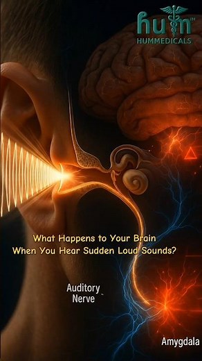 How Your Brain Reacts to Loud Sounds!