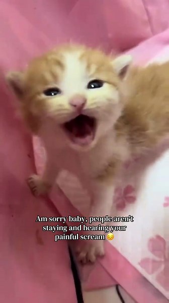 The little kitten's scream calling 😹😔for help, but no one's listening