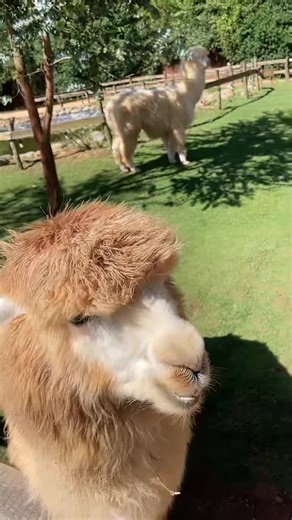 Close-Up of a Friendly Llama at a Petting Zoo