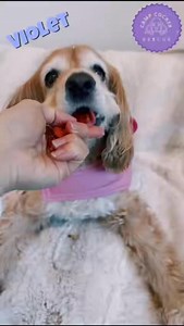 Camp Cocker doggies love healthy snacks! ❤️ | Camp Cocker Rescue