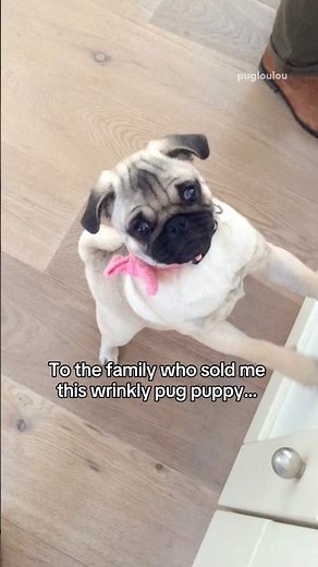 I have some questions… 🤔😂 #pug #dog