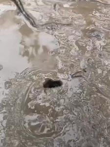 The octopus's abilities are amazing, entering from the narrowest places. | Geographical Beauty