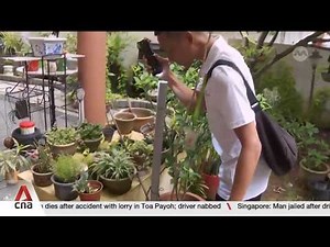 135 dengue cases reported so far at largest cluster at Countryside Road and Lentor Avenue
