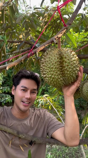 ทุเรียนสวนบ่อวิน ต้นสาวติดผลดก