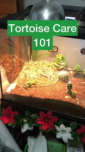 Tortoise Care: Feeding Schedule and Tips