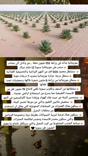 Cultivating Healthy Palm Trees: A Comprehensive Guide