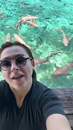 Köpek balıklarıyla yüzme deneyimi: Kalp krizi riski