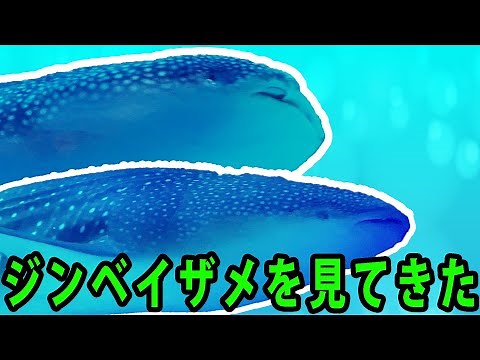 I Watch Whale shark.