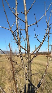 Pruning pear 🍐 🍐 | Petrit Tahiri