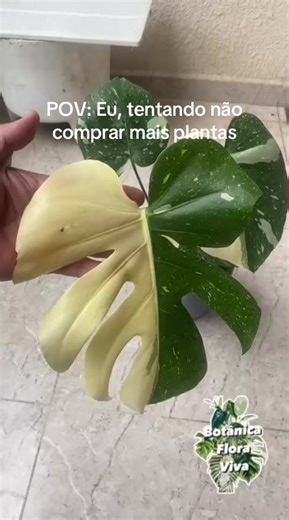 Monstera Thai Constellation planta linda demais!!! #planta #plantsoftiktok #monstera #natureza #fy