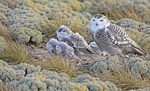 Snowy Owl chicks often spread out around the nest to stay cool and develop independently. | Go Wise Owl
