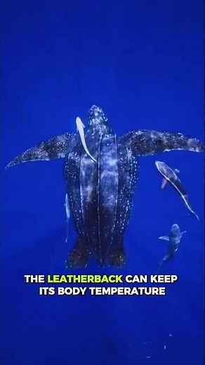 Leatherback sea turtle: The World's Largest Sea Turtle Can Survive Near Freezing Water! 🧊