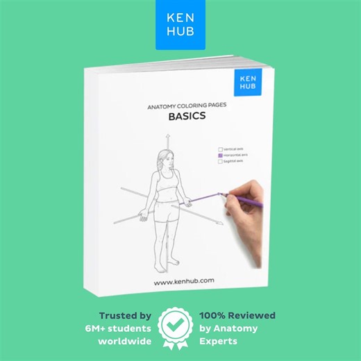 Body Systems Coloring Worksheets, 28 Free Pages | Intro to A&P PDF | Kenhub - Etsy Canada