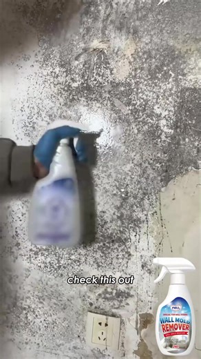 Nebliges, nasses Wetter bringt Schimmelflecken? 🌫️💧 Stoppen Sie sie mit einem problemlosen Spray, das auf vielen Oberflächen eine Schutzschicht bildet. Sicher, geruchsarm und wirksam für eine langfristige Prävention. Feuchtigkeit im Winter wird nur noch schlimmer - bereiten Sie sich jetzt vor. -48% 🛒👉 s-mania.de/v1/schimmelentferner-mold-remover | Smania.de