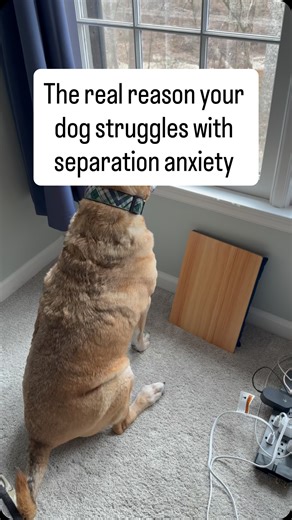 Don’t fall for it. There are people on this app every day telling unsuspecting dog guardians that simply by being excited to see your dog you will cause problems. Don’t fall for it. These scare tactics are just another way for unskilled “professionals” to waste time not solving problems while taking your hard earned money and blaming you in the end. Separation anxiety is a complex behavior challenge with root causes that are often as complex. But I help real dogs and people every day. If you hav